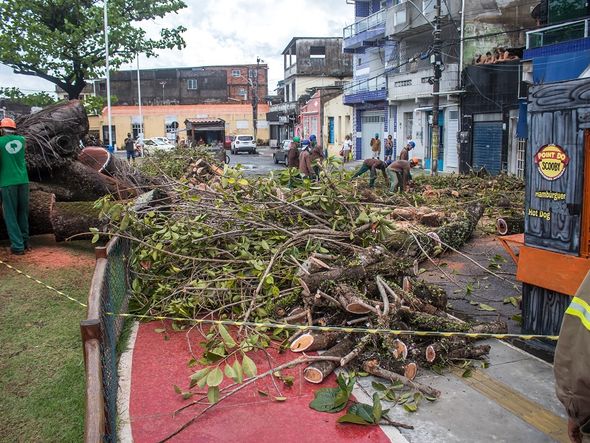 Jornal Correio Depois de fortes chuvas árvore desaba e atinge prédio