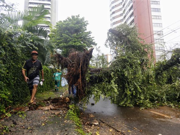 Jornal Correio Árvore cai e interdita rua no Jardim Apipema