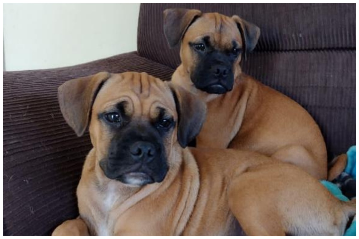 Jornal Correio Homens Invadem Casa E Roubam Cachorros De Idosa Em