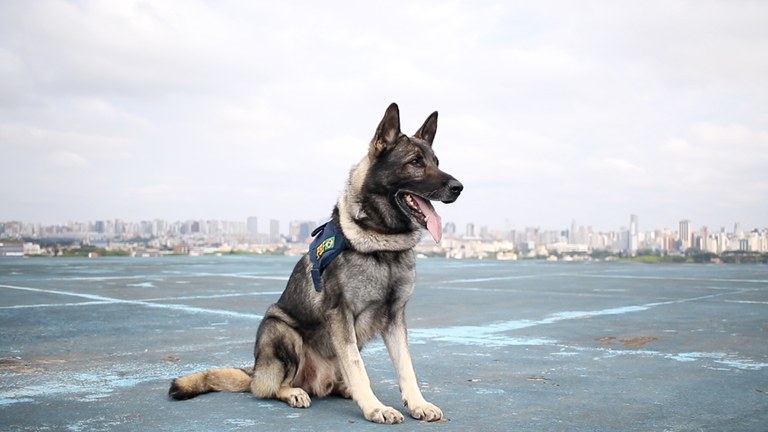 PRF procura tutor para cão policial aposentado