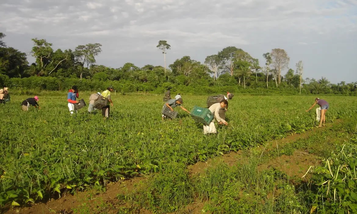 Jornal Correio Programa federal de reforma agrária Terra da Gente