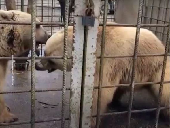 Animais foram abatidos por Reprodução