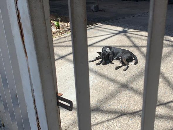 Cachorro curtia a sombra em Centro de Convenções abandonado por Marcela Villar/CORREIO