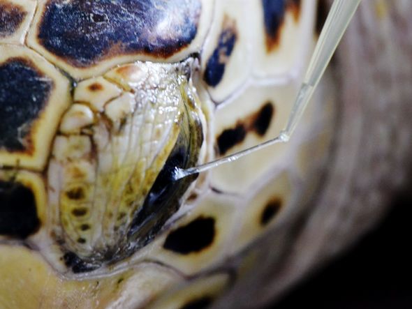 Por ter uma textura diferente, as lágrimas das tartarugas marinhas são coletadas com auxílio de uma seringa.  por Arianne Oriá/Divulgação
