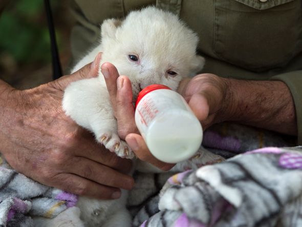 White King, o primeiro filhote de leão branco nascido na Espanha, é alimentado por cuidador do Reserva Guillena World Park, em Sevilha, em 10 de junho de 2020 por Cristina Quicler/AFP