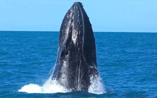Foram 26 dias de navegação, mais de 800 milhas náuticas navegadas (cerca de 1.450 km) e 173 grupos de baleias avistados. por Projeto Baleia Jubarte/Divulgação