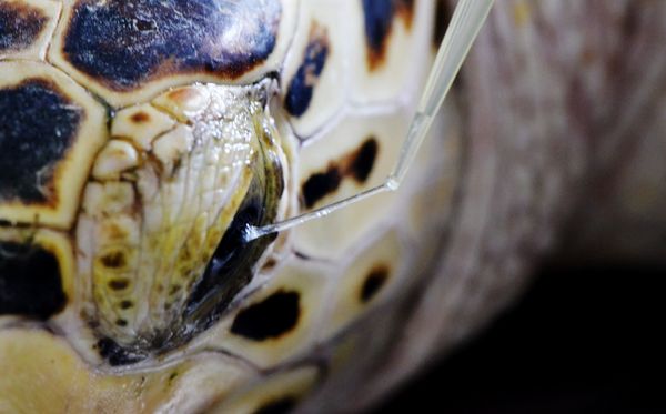 Por ter uma textura diferente, as lágrimas das tartarugas marinhas são coletadas com auxílio de uma seringa. 