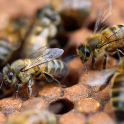 Imagem - Caminhoneiro morre vítima de picada de abelha na Bahia