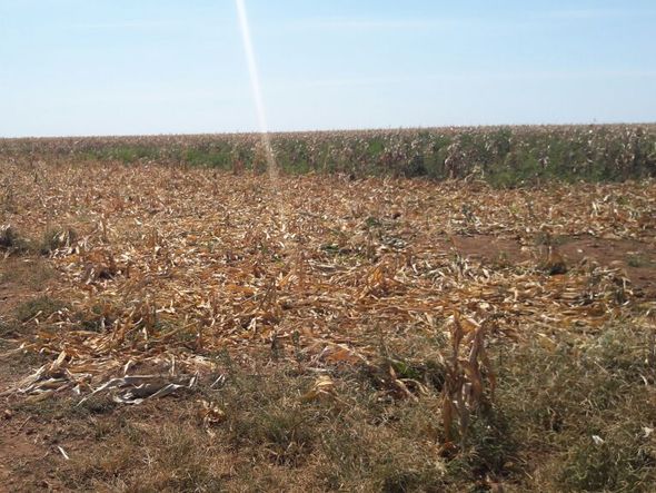 . por Nos 13 mil hectares da fazenda, javalis destruiram plantações de milho e algodão (Foto: Divulgação)