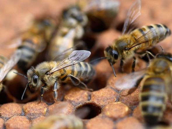 Imagem - Caminhoneiro morre vítima de picada de abelha na Bahia