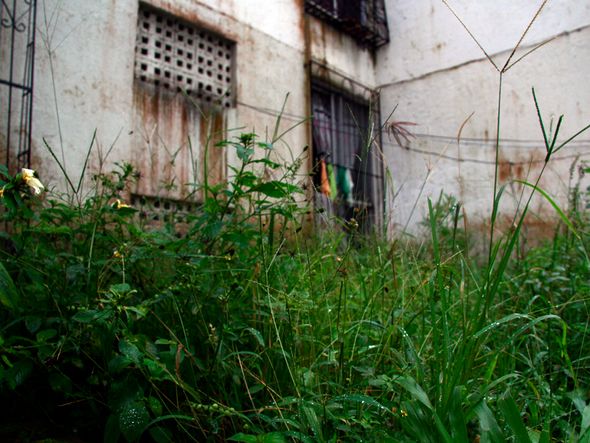 Apesar de cobrança de taxa condominial, mato cresce perto de prédio por Foto: Mauro Akin Nassor/CORREIO