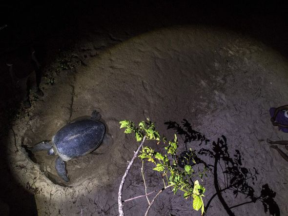 As tartarugas verdes da ilha de Thameehla em Mianmar estão em risco de extinção. Além dos caranguejos, seus predadores naturais, caçadores, pescadores e o descaso com o meio ambiente tem acabado com as espécies mais vulneráveis. por YE AUNG THU/AFP