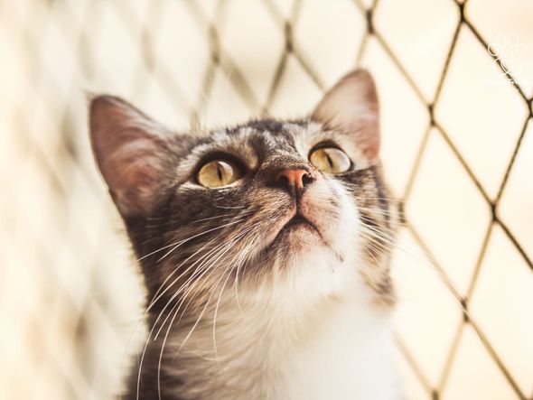 Felinos: mais difíceis de fotografar por Foto: Regiane Ferreira Fotografia Pet
