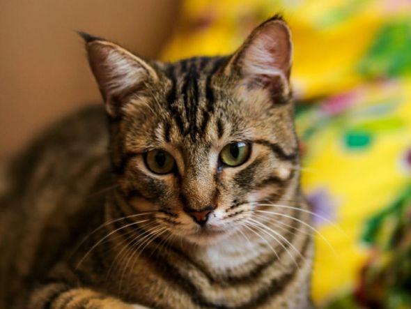 Gatinho na dele por Foto: Regiane Ferreira Fotografia Pet / Divulgação
