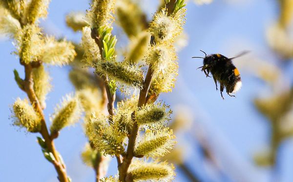 Abelha pousa em salgueiro em Binzwangen, Alemanha. por THOMAS WARNACK/AFP
