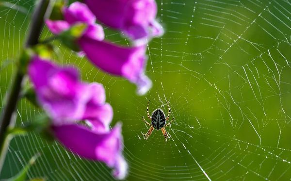 Aranha tece a teia em Beeskow, nordeste da Alemanha por PATRICK PLEUL/AFP