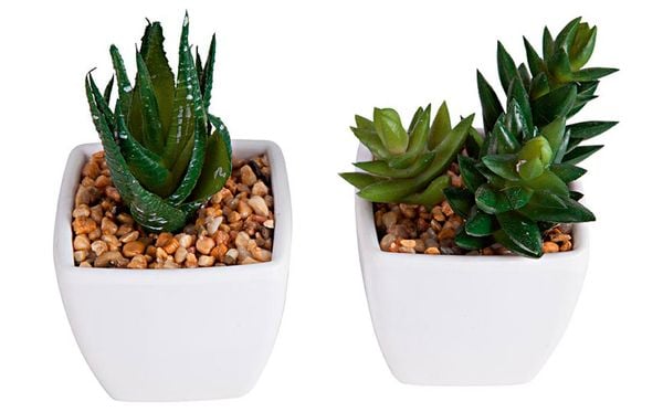 Espécies frágeis, espinhosas ou mal cuidadas entram na lista do que deve ser evitado por Foto: Divulgação