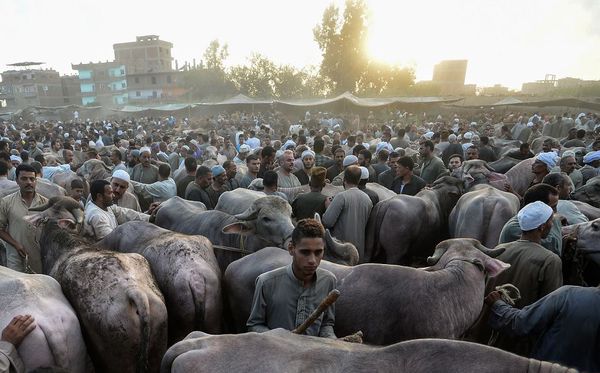 Mercado de gado em Menufia no Egito.  por MOHAMED EL_SHAHED/AFP