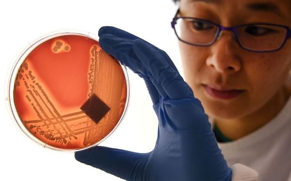 Superbactéria Staphylcocus epidermidis em uma placa de ágar em Melbourne. Os cientistas estudam essa nova variante resistente a todos os antibióticos conhecidos que podem causar infecções "graves" ou até mesmo a morte. por WILLIAM WEST / AFP