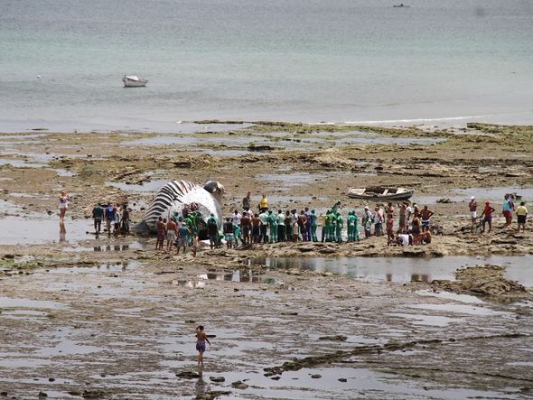 Baleia jubarte na praia da Pedra Furada por Foto: Evandro Veiga/CORREIO