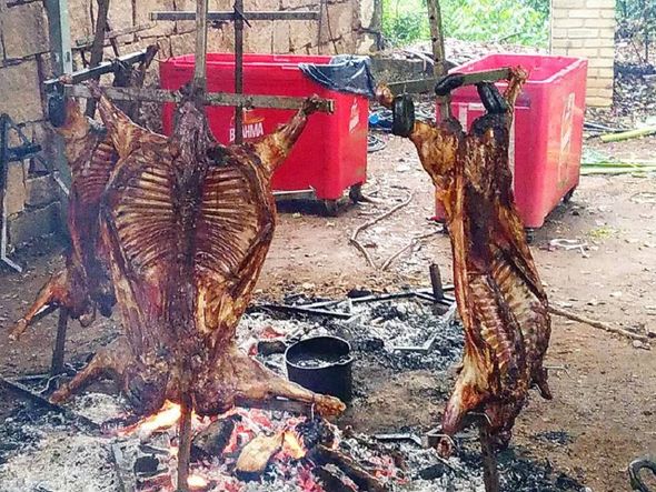 Carneiro patagônico no Meatland Brasil por Reprodução/Instagram