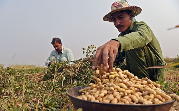 Agricultores do Paquistão colhem amendoim em Peshawar. por Abdul Majeed/AFP 