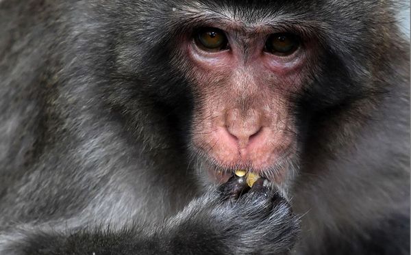 Macaco – Inventivo, curioso e versátil. Resolve problemas com criatividade e adora inovar. 
Atenção: pode ser indeciso e pouco claro ao comunicar suas ideias. por Kirill Kudryavtsev/AFP