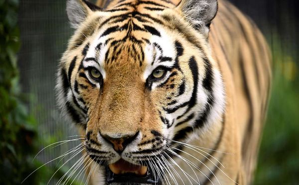 Tigre – Dinâmico, corajoso e cheio de energia. Inspira os outros com sua determinação. 
Atenção: a impulsividade pode levar a conflitos.  por John Thys/AFP