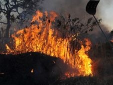 Imagem - Brasil reduz em 12% emissões de gases do efeito estufa em 2023