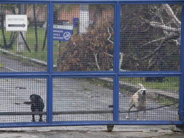 Os cachorros tomam conta de fábrica abandonada por Foto: Evandro Veiga