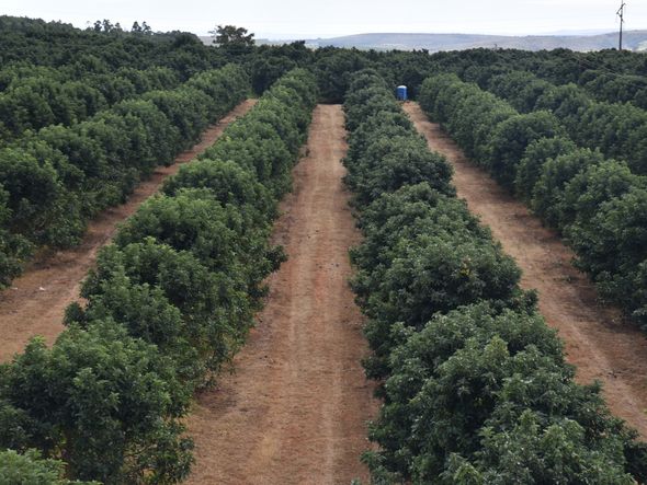 Pomares de abacate estão em expansão no Brasil por Foto: Organização Abacates do Brasil Pomar Wanderley Momesso