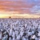Imagem - Algodão supera praga e põe Brasil entre maiores exportadores