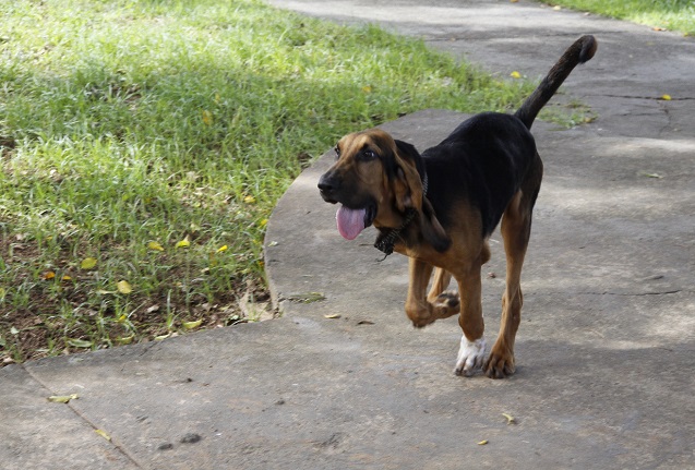 Hunter tem 4 meses e é da raça Bloodhound por Almiro Lopes/CORREIO