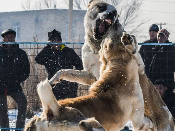 Cães da raça Central Asian Shepherd (Alabay) lutam em uma arena coberta de neve em Bishkek, capital do Quirguistão. 23 proprietários trouxeram seus cães para participar do evento lutando para o título de "campeão da raça". por VYACHESLAY OSELEDKO / AFP