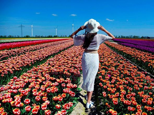 Campo de tulipas em Korschenbroich, na Alemanha.  por INA FASSBENDER / AFP
