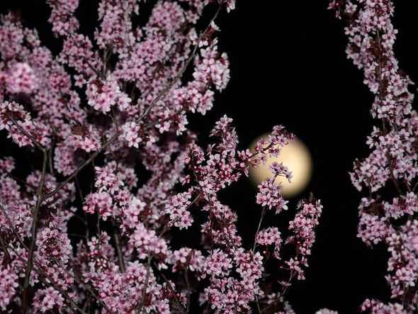 Cerejeiras em flor em Marktoberdorf, na Alemanha. por KARL JOSEF HIDELBRAND/AFP