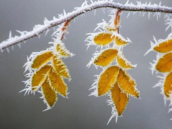 Folhas cobertas de gelo em Uttenweiler-Aderzhofen, perto de Biberach, sul da Alemanha.  por THOMAS WARNACK/AFP