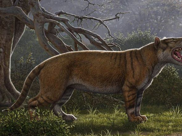 Imagem reconstruída pela Universidade de Ohio, mostra uma kutokaafrika de Simbakubwa, um mamífero carnívoro gigantesco que viveu 22 milhões de anos na  África e foi maior do que um urso polar. por MAURICIO ANTON / AFP