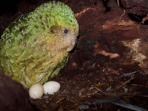 O Departamento de conservação da Nova Zelândia mostra um kakapo sentado no seu ninho na ilha de Codfish, também conhecido como Whenua Hou. O animal está em perigo de extinção.  por ANDREW DIGBY /AFP