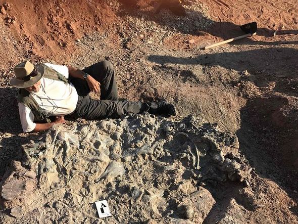 O pesquisador argentino Ricardo Martinez posa ao lado de um fóssil de 220 milhões anos no Parque Nacional Ischigualasto, em San Juan provice, Argentina, um cemitério de dinossauro de 220 milhões anos. por HO / IMCN / AFP