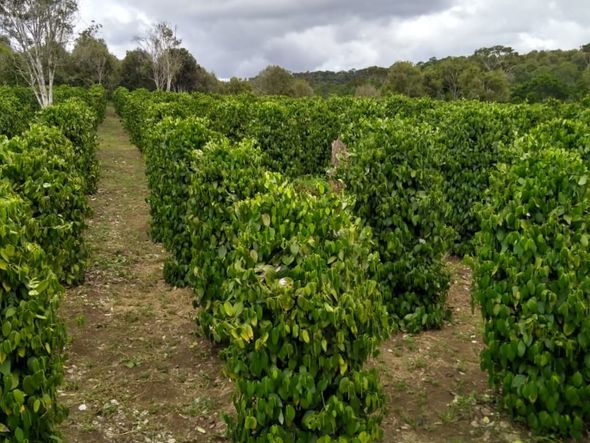 Plantação de pimenta-do-reino na Fazenda Três Barras, Valença, Baixo Sul da Bahia por Marcelo Braga Queiroz