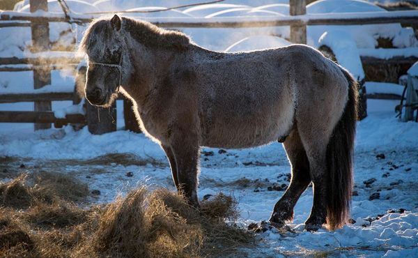 Cavalo – Aventureiro, livre e cheio de energia. Gosta de novas experiências e desafios. 
Atenção: tende a ser impaciente e egocêntrico. por MLADEN ANTONOV / AFP
