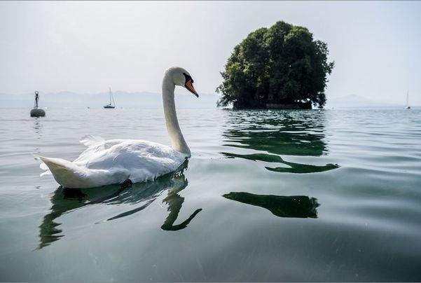 Cisne em lago na cidade de Role na Suiça, onde vive o cineasta Jean Luc Godard.  por Fabrice Coffrini/AFP 