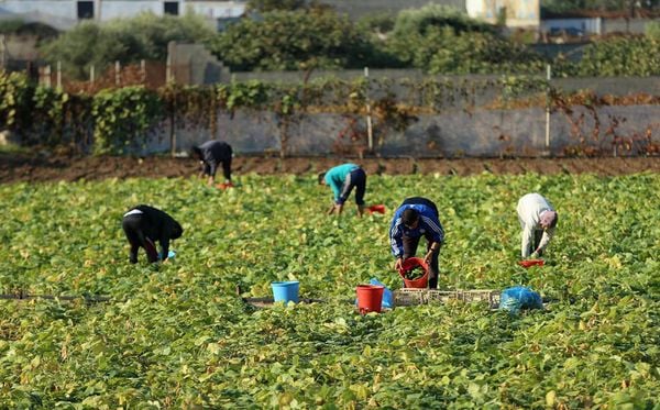 Trabalhadores rurais, trabalhadores braçais e outros trabalhadores agrícolas

  por Mohamed Abed/AFP 