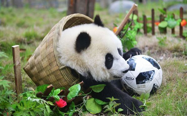 Panda joga bola em uma cesta durante uma partida de futebol na Base Shenshuping, centro de pesquisa e conservação do Panda Gigante na China, em Wenchuan, na província de Sichuan. por CHINA OUT/AFP