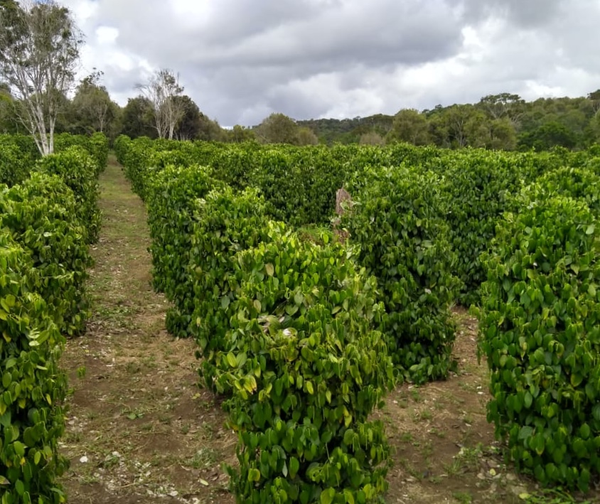 8- Cientista Agrário(a) 
Estuda plantas, animais e técnicas agrícolas para melhorar a produção de alimentos e o uso de recursos.  por Marcelo Braga Queiroz