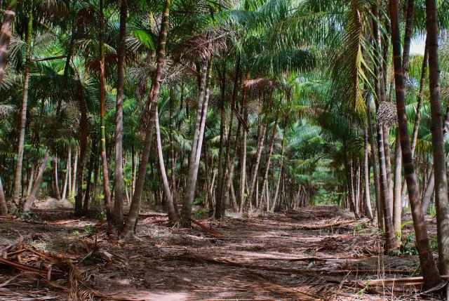 Com sede em Belém do Pará, há mais de 25 anos a Embrapa Amazônia Oriental mantem campos experimentais e pesquisas para desenvolver novas e mais produtivas variedades de açaí. por (Foto: Ronaldo Rosa Embrapa Amazônia Oriental)