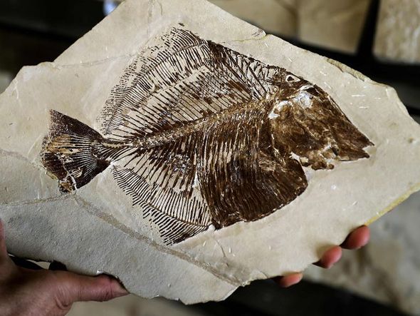 Fósseis encontrados na aldeia de Hakel, exibidos na exposição "Memória do tempo", em Byblos, ao norte de Beirute.  por JOSEPH EID / AFP
