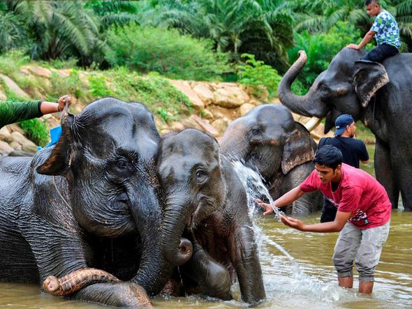 Indonésios Mahouts banham elefantes de Sumatra no rio Trumon, em Leuser, província de Aceh Sul. por CHAIDEER MAHYUDDIN / AFP