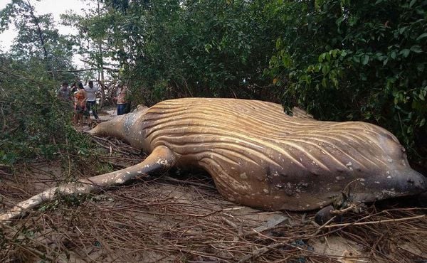 Baleia jubarte encontrada morta em meio a vegetação da praia de Araruna, em Soure, na ilha de Marajó, no Pará, norte do Brasil. por HO / AFP